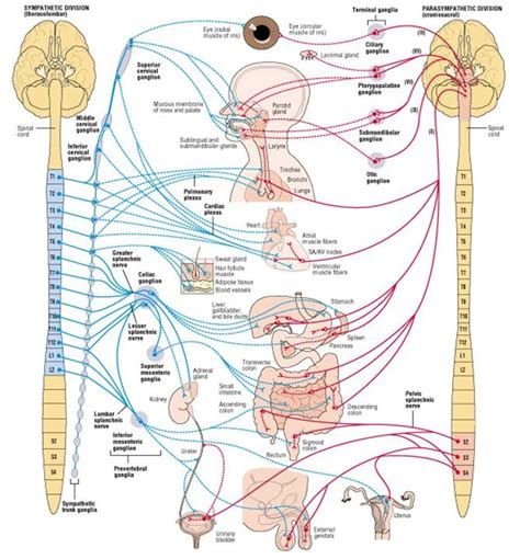 Pin by Debora Capucci on Biology | Pinterest