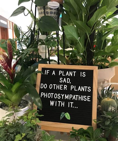 Humorous plant lovers quote #garden #gardeners #gardeningtools # ...