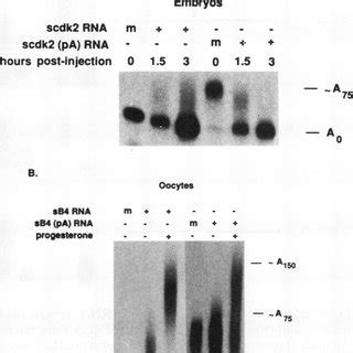 Immunohistochemistry of polyadenylation/translation factors in maturing... | Download Scientific ...