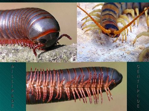 Arthropoda Myriapoda