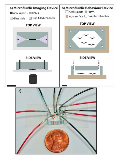 Figure 1, Diagrams representing typical microfluidic devices for C. elegans experiments ...