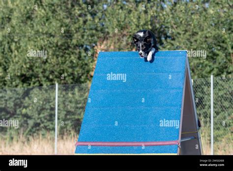 Border collie jumping poles at agility show hi-res stock photography ...