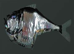 Hatchetfish - Deep Sea Creatures on Sea and Sky