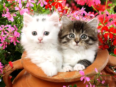 19+ White Cute Kitten Images Hd - Furry Kittens