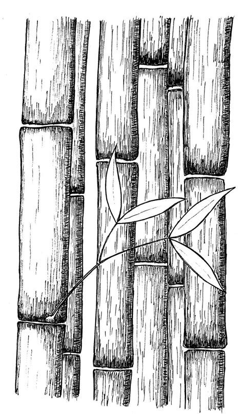 Bamboo by Rob Stevenson | Flower art drawing, Texture drawing, Bamboo drawing