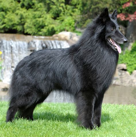 Belgian Groenendael - All Big Dog Breeds