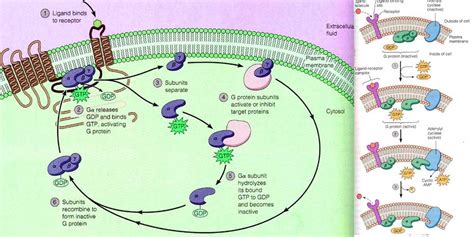 Signal Transduction Pathways - Cell Signaling