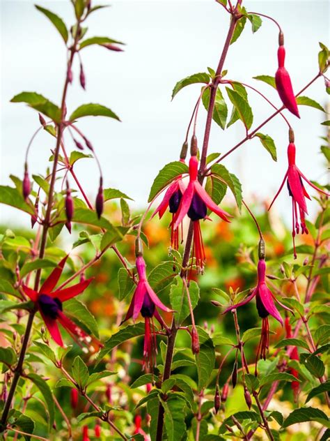 How to Overwinter Fuchsias (Winterize and Prepare) - Gardenisms