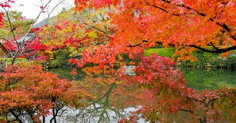 Where to see fall foliage in Seattle - Curbed Seattle