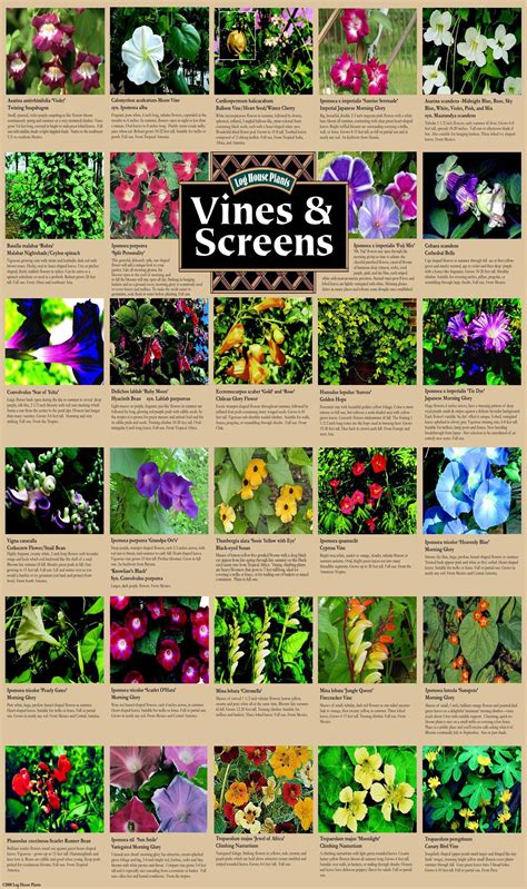 Climbing plants and vines for growing on screens and trellis- living fence #gardenvinesplants ...