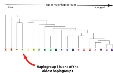 Y-DNA Haplogroup E: E1b1b and E1b1a - Your DNA Guide - Diahan Southard