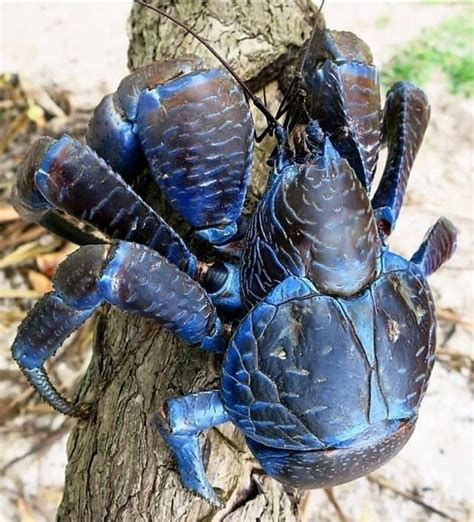 🔥 coconut crab 🔥 : NatureIsFuckingLit