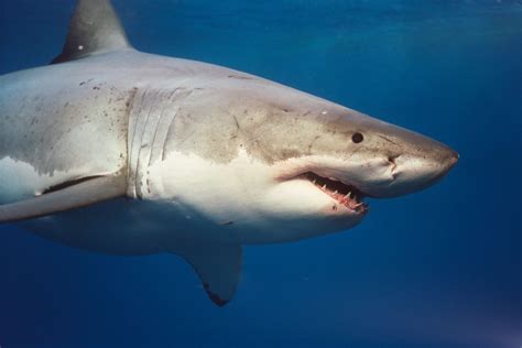 Fantastica Animal: Great White Shark