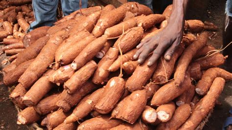 Next generation cassava varieties approved for release in Nigeria | CALS