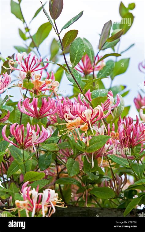 Honeysuckle in cottage garden, England, UK Stock Photo - Alamy