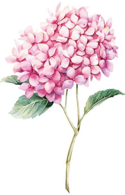 Watercolor violet hydrangea hand painted blue flower with leaves and branch isolated on white ...