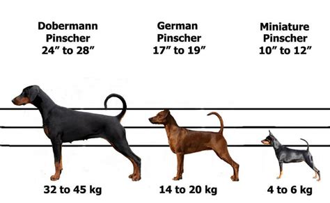 Kennel Club Breed Standard - The Official German Pinscher Club