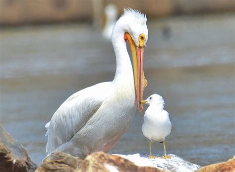 American White Pelican | Great Bird Pics