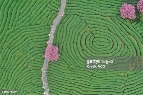 Cherry Bloom At Tea Plantation In Longyan Photos and Premium High Res Pictures - Getty Images