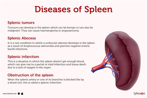 Spleen (Human Anatomy): Picture, Function, Diseases and More