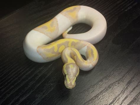 Banana Piebald - Morph List - World of Ball Pythons Python Regius, Ball Python Morphs, Slitherin ...