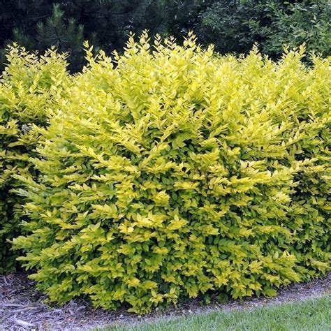 Northern Privet | Landscape design, Hedges, Landscape