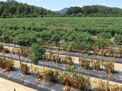 Southern Bacterial Wilt of Tomato | NC State Extension Publications