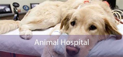 Animal Hospital - Small, Affordable, And Emergency Animal Hospital