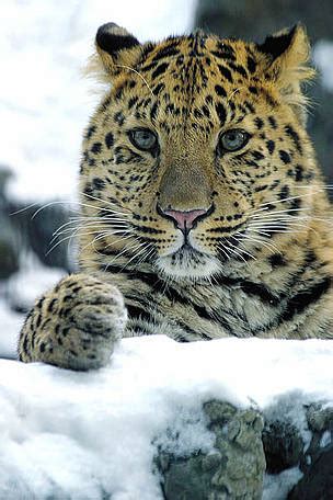 Amur leopard | WWF