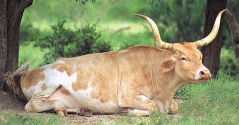 Top 171 + Animals that have horns - Inoticia.net