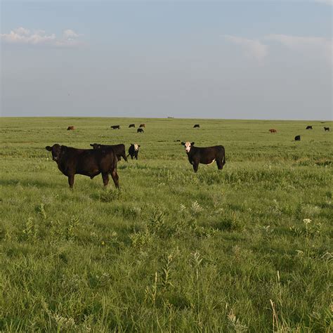 Supporting Pollinators on Rangeland | Xerces Society