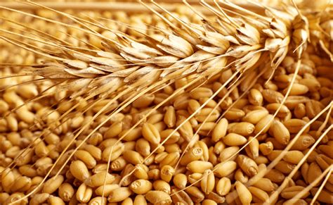 Khorasan wheat - Alchetron, The Free Social Encyclopedia