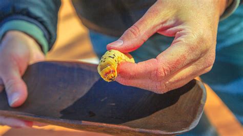 Witchetty Grub: The Chubby Larvae You Can Only Try In Australia