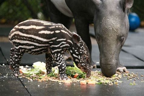 Marjorie the baby Malayan tapir, eating with mom Gladys | Tapir ...