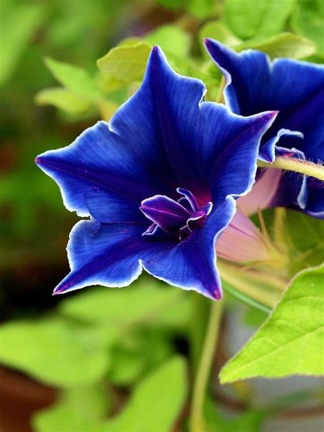 rare remorse rose | Rare Ipomoea Hybrid Plant-Ipomoea nil ‘Blue picotee’ | Flower seeds, Flowers ...