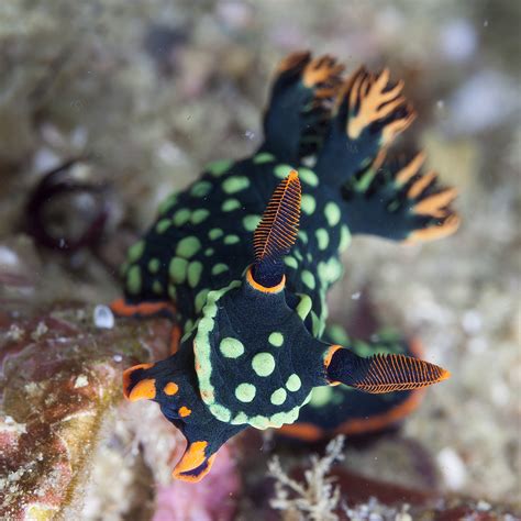 Stunning Photos Of Tropical Sea Creatures Will Make You Rethink How You Feel About Slugs | HuffPost