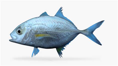 3d Bluefin Trevally