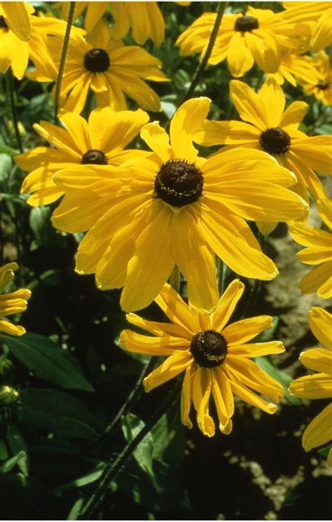 9 Great Rudbeckia Varieties