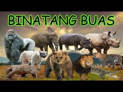 NAMA-NAMA BINATANG BUAS | HEWAN BUAS | WILD ANIMALS - YouTube