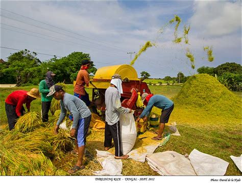 Rice Harvesting, Lubang Island