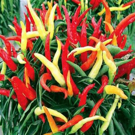 Ornamental Pepper Seeds for Outdoor Landscaping – McKinley Seeds