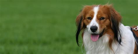 Kooikerhondje | Dog Breed Facts and Information - Wag! Dog Walking