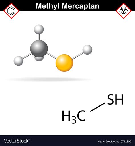 Methyl mercaptan molecule Royalty Free Vector Image