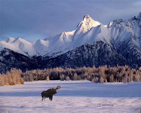 Alaska's Brief Winter Light Photograph by Disanne Roberson - Fine Art America