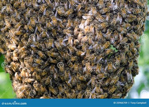 Swarm of honey bees stock image. Image of honey, apis - 25966709