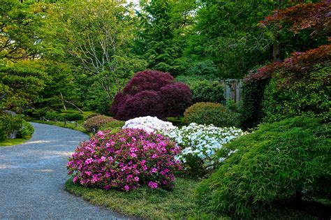 Images USA Seattle Japanese Garden Nature Parks Rhododendron Bush