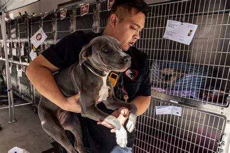 'We’re inundated': Animal shelters overflowing across U.S. - Los Angeles Times