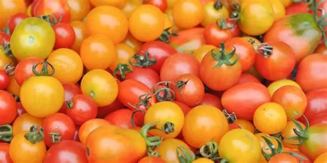 Top 10 Cherry Tomato varieties to grow in your garden - Backyard Eden