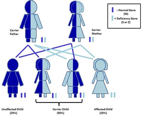 Alpha 1 antitrypsin deficiency causes, inheritance, carrier, test & treatment