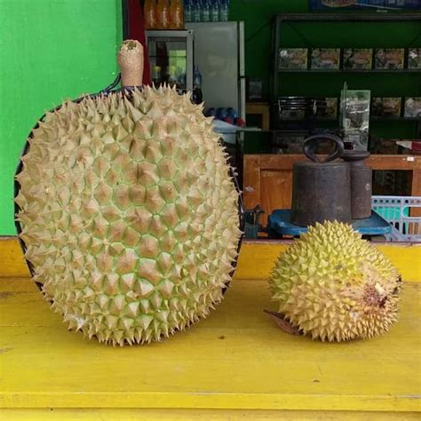 Tanaman Durian Bawor 3 Kaki